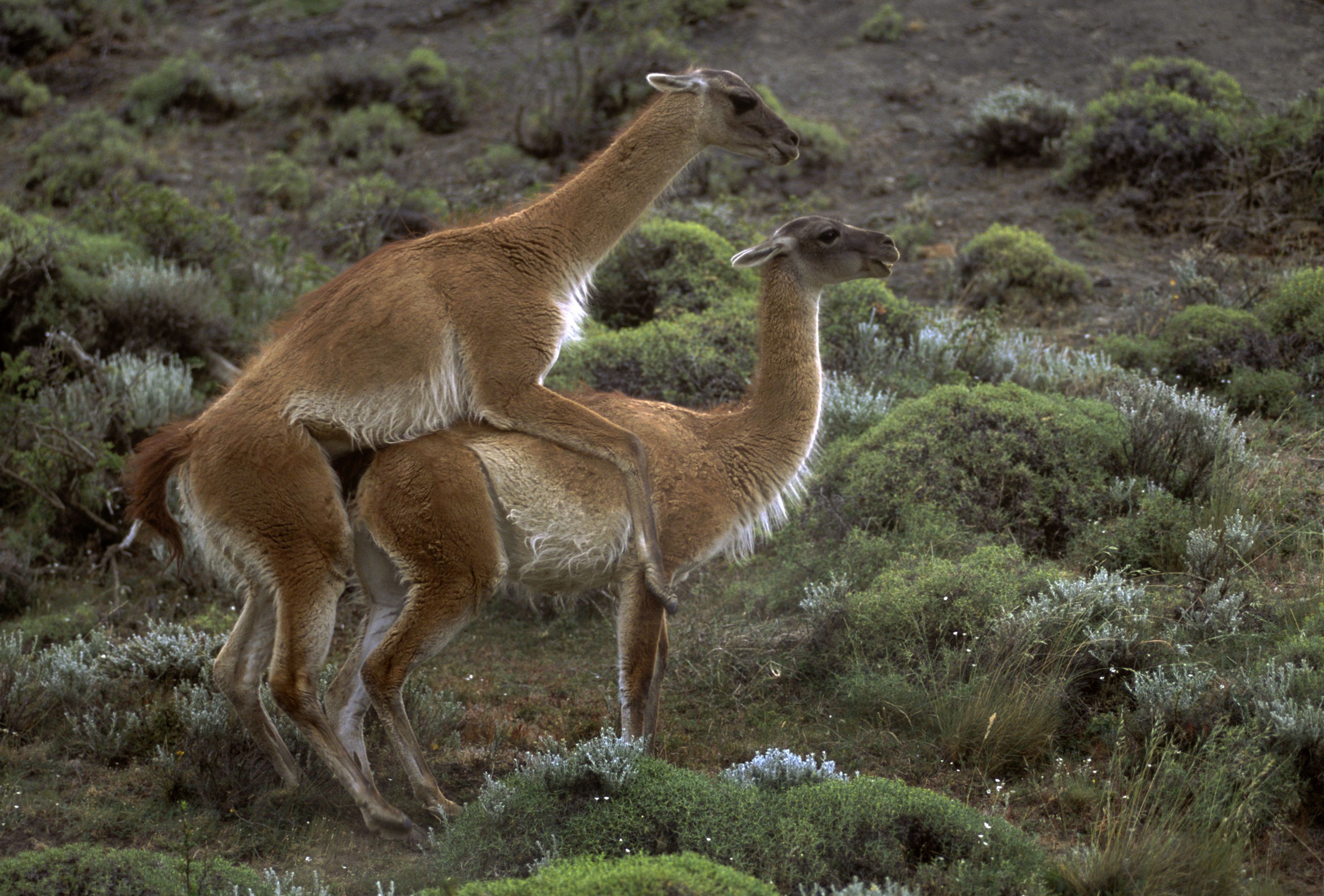 Adult Guide Vicuna